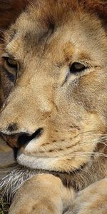 Muzzle,Big Cat,Animals,Lion,Eyes