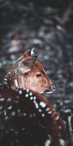 Muzzle,Blur,Smooth,Animals,Wildlife,Deer