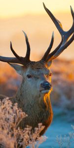 Museau,Muselière,Branches,Lumière Du Soleil,Cornes,Animaux,Cerf