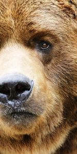 Muzzle,Brown,Bear,Animals,Close Up