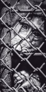 Muzzle,Bw,Animals,Chb,Cell,Cage,Monkey