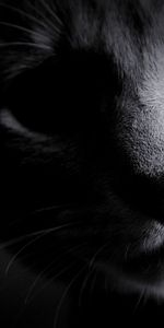 Muzzle,Bw,Nose,Chb,Wool,Cat,Eyes,Dark