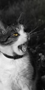 Muzzle,Bw,Scream,Animals,Chb,Cry,Cat