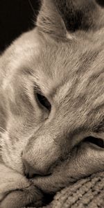 Muzzle,Close Up,Grey,Animals,Cat,Eyes