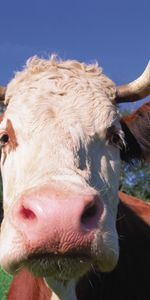 Muzzle,Close Up,Horns,Animals,Cow