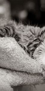 Muzzle,Color,Bw,Mustache,Moustache,Paws,Nose,Chb,Wool,Animals,Cat,Eyes