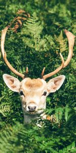 Muzzle,Deer,Horns,Animals,Foliage