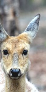 Muzzle,Deer,Spotted Deer,Dappled Deer,Animals