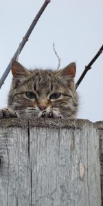 Muzzle,Fence,Opinion,Look Out,Animals,Sight,Peek Out,Cat