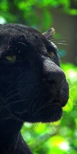 Muzzle,Glare,Predator,Panther,Animals