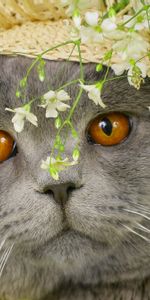 Muzzle,Hat,Briton,Animals,Flowers,Cat