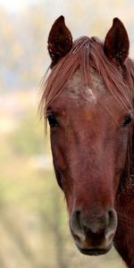 Muzzle,Head,Animals,Mane,Horse