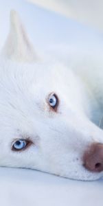 Muzzle,Husky,Blue Eyed,Dog,Animals