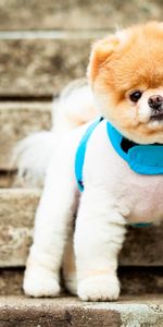 Escaleras,Escalera,Orejas,Raza,Collar,Cuello,Pomeranio,Spitz De Pomerania,Bozal,Animales,Perro,Ojos