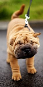 Muselière,Laisse,Flâner,Plis,Shar Pei,Museau,Promenade,Animaux,Plissage