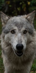 Muzzle,Nice,Sweetheart,Animals,Wolf