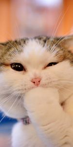 Muzzle,Nice,Sweetheart,Emotions,Paw,Animals,Cat