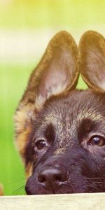 Muzzle,Nice,Sweetheart,Puppy,Ears,Animals