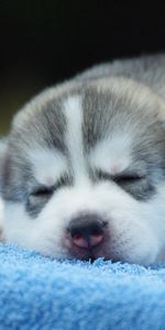 Muzzle,Nice,Sweetheart,Puppy,Sleep,Animals,Dream