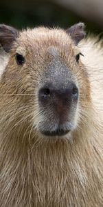 Muzzle,Nose,Capybara,Animals