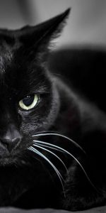 Muzzle,Opinion,Black Cat,Sight,Animals