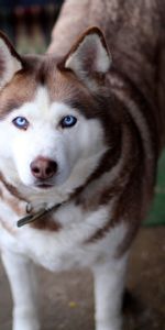 Muzzle,Opinion,Husky,Haska,Collar,Sight,Dog,Animals