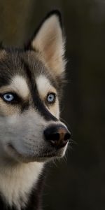 Muzzle,Opinion,Husky,Haska,Dog,Sight,Animals