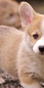 Muzzle,Opinion,Puppy,Ears,Sight,Grass,Animals