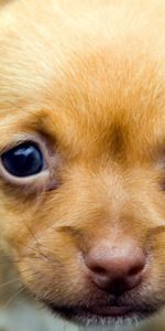 Muzzle,Opinion,Puppy,Sight,Animals