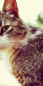 Animaux,Museau,Muselière,Vue,Opinion,Chat