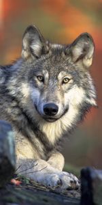 Muzzle,Opinion,Sight,Animals,Dog,Predator,Wolf