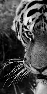 Muzzle,Opinion,Sight,Bw,Chb,Tiger,Predator,Animals