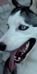 Muzzle,Opinion,Sight,Husky,Haska,Collar,Animals,Dog