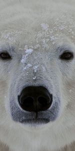 Muzzle,Opinion,Sight,Polar Bear,Animals