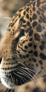 Muzzle,Opinion,Sight,Profile,Animals,Jaguar,Big Cat