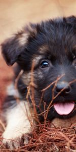 Bozal,Lengua Saliente,Lengua Pegada Hacia Fuera,Animales,Visión,Cachorro,Opinión