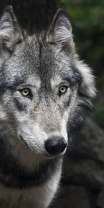 Muzzle,Opinion,Sight,Wolf,Predator,Animals