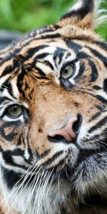 Muzzle,Opinion,Tiger,Animals,Big Cat,Sight