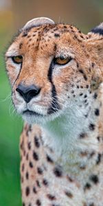 Animales,Guepardo,Bozal,Depredador,Gato Grande,Leopardo