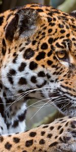 Animales,Jaguar,Bozal,Depredador,Gato Grande