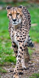 Animales,Guepardo,Bozal,Depredador,Gato Grande,Leopardo