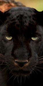 Muzzle,Predator,Opinion,Sight,Animals,Big Cat,Panther