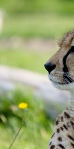 Muzzle,Predator,Profile,Animals,Big Cat,Cheetah