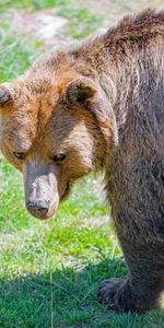 Muzzle,Predator,Sight,Opinion,Animal,Animals,Bear