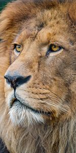 Animaux,Muselière,Vue,Museau,Gros Chat,Opinion,Prédateur,Fauve,Un Lion,Lion