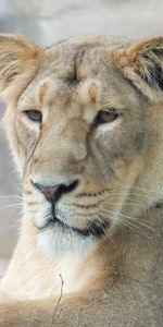 Muzzle,Predator,Sight,Opinion,Lioness,Animals