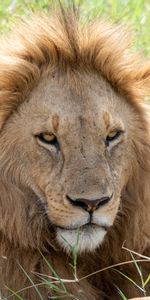 Muzzle,Predator,Sight,Opinion,Nature,Big Cat,Lion