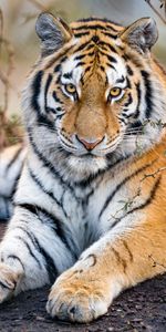 Muzzle,Predator,Sight,Opinion,Tiger,Paws,Animals,Big Cat