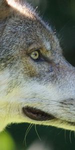 Muzzle,Predator,Sight,Opinion,Wild,Animals,Wolf