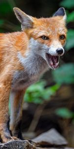 Muzzle,Predator,To Fall,Mouth,Animals,Fox